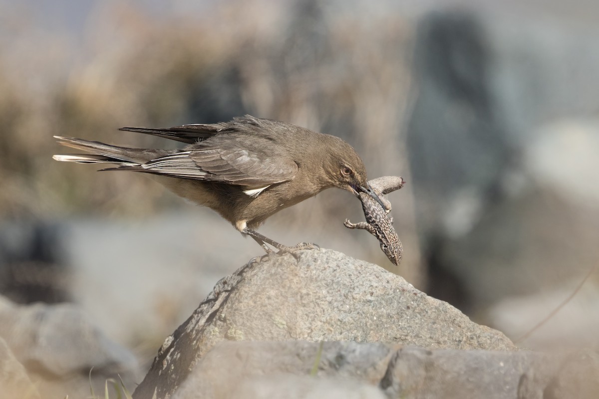 Black-billed Shrike-Tyrant - ML312986821