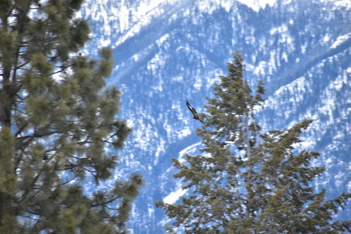 Golden Eagle - ML312987141