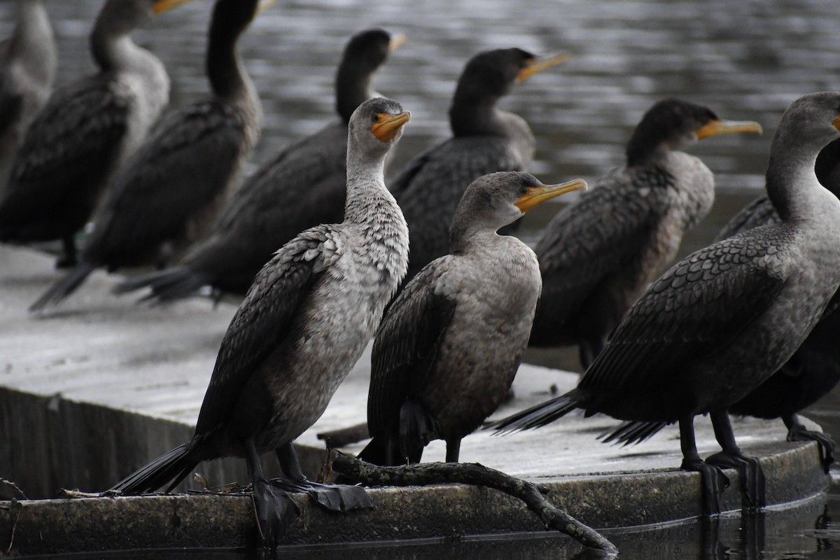 Double-crested Cormorant - ML312987201