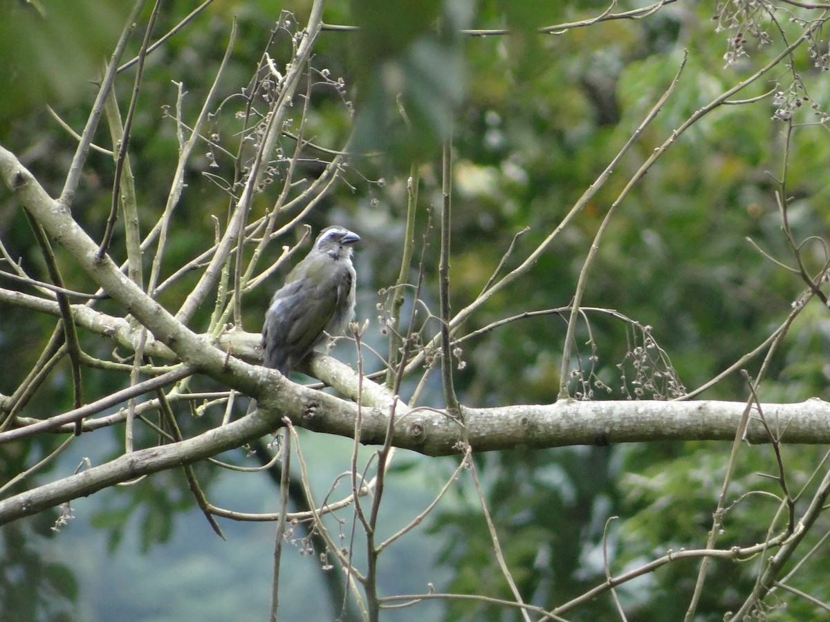 Green-winged Saltator - ML312987641