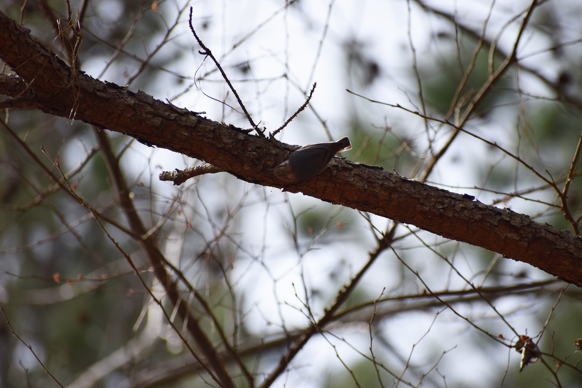 Brown-headed Nuthatch - Evans Lodge