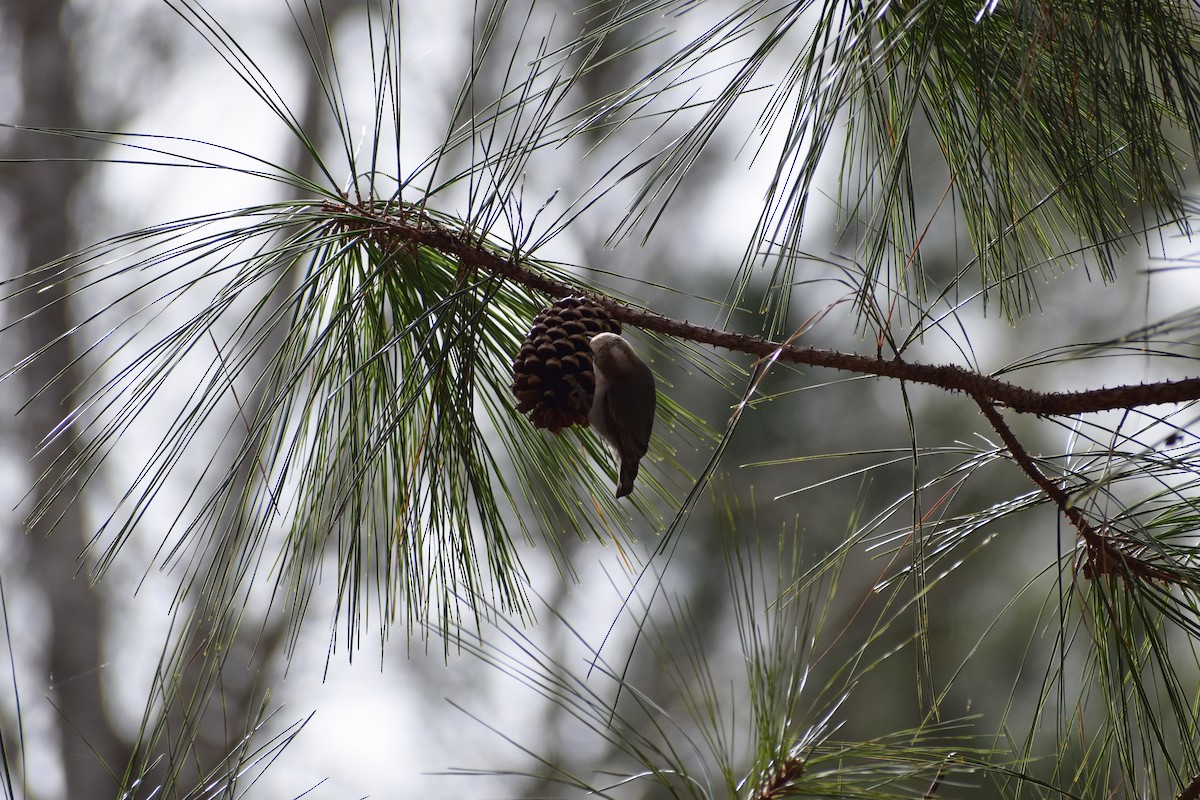 Brown-headed Nuthatch - ML312988871