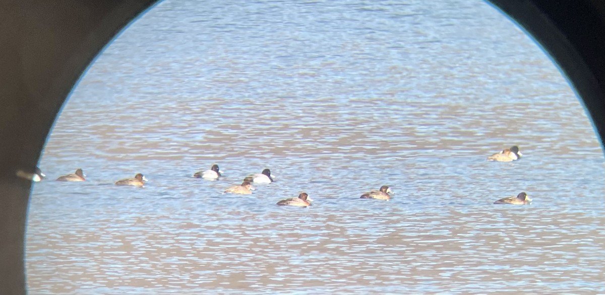 Greater/Lesser Scaup - ML312988891