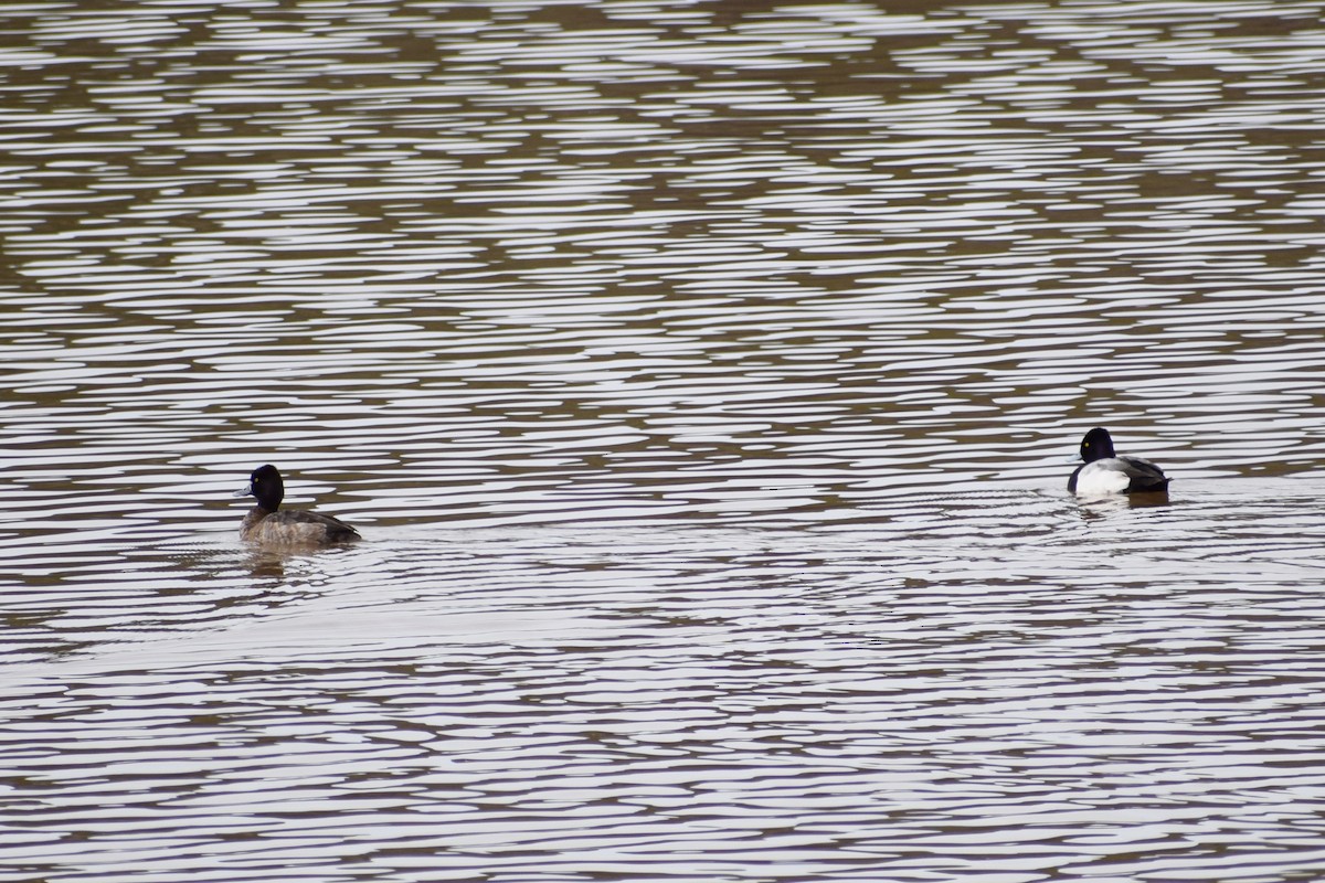 Lesser Scaup - ML312989091