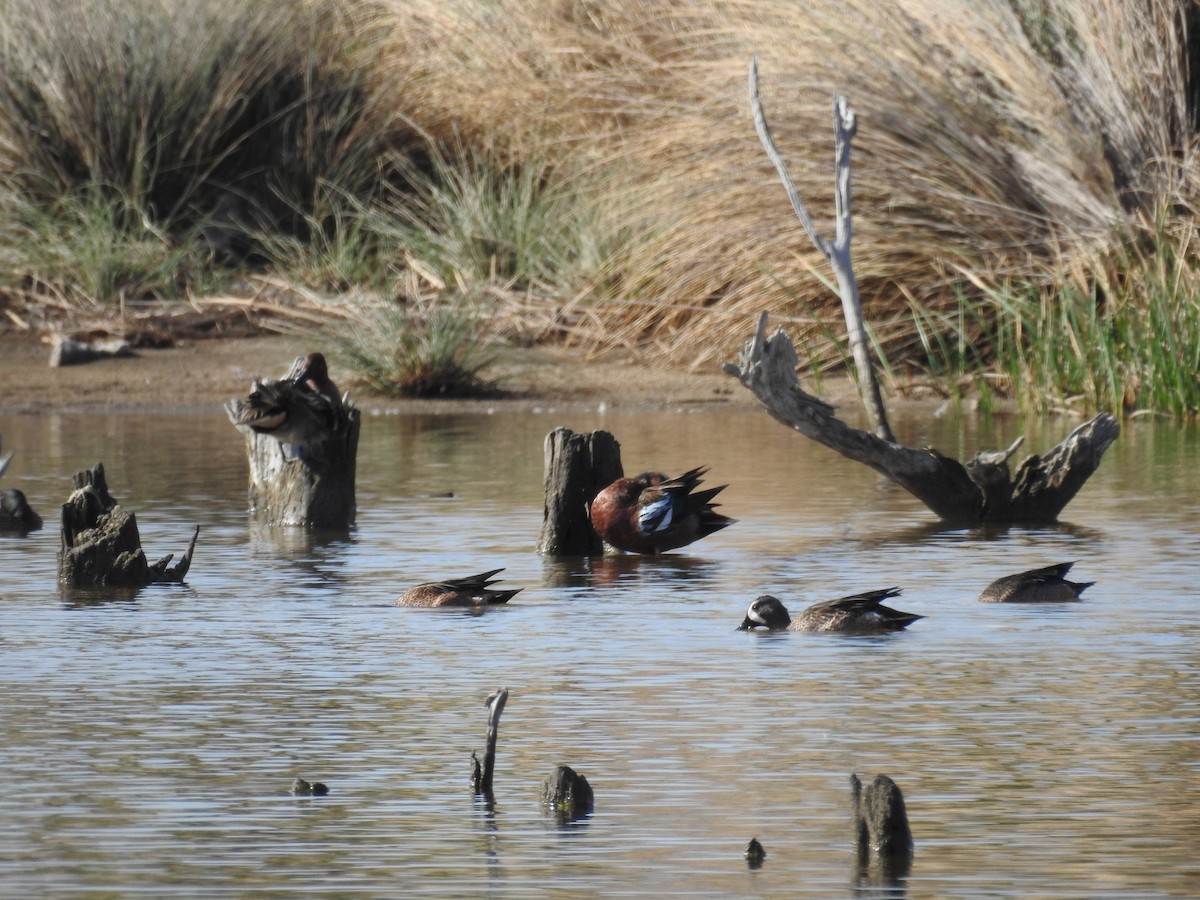 Blue-winged x Cinnamon Teal (hybrid) - ML312989181