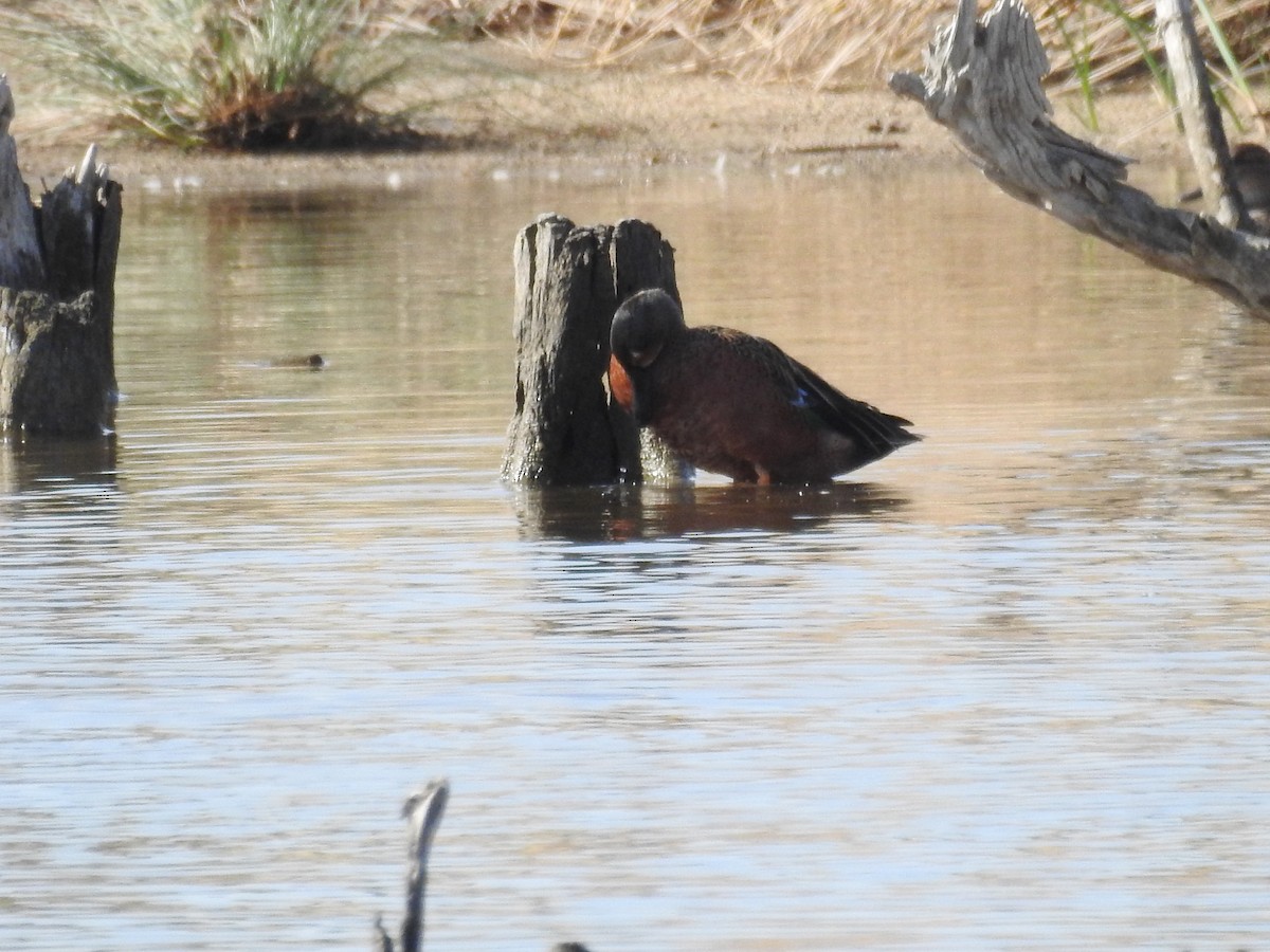 Blue-winged x Cinnamon Teal (hybrid) - ML312989211