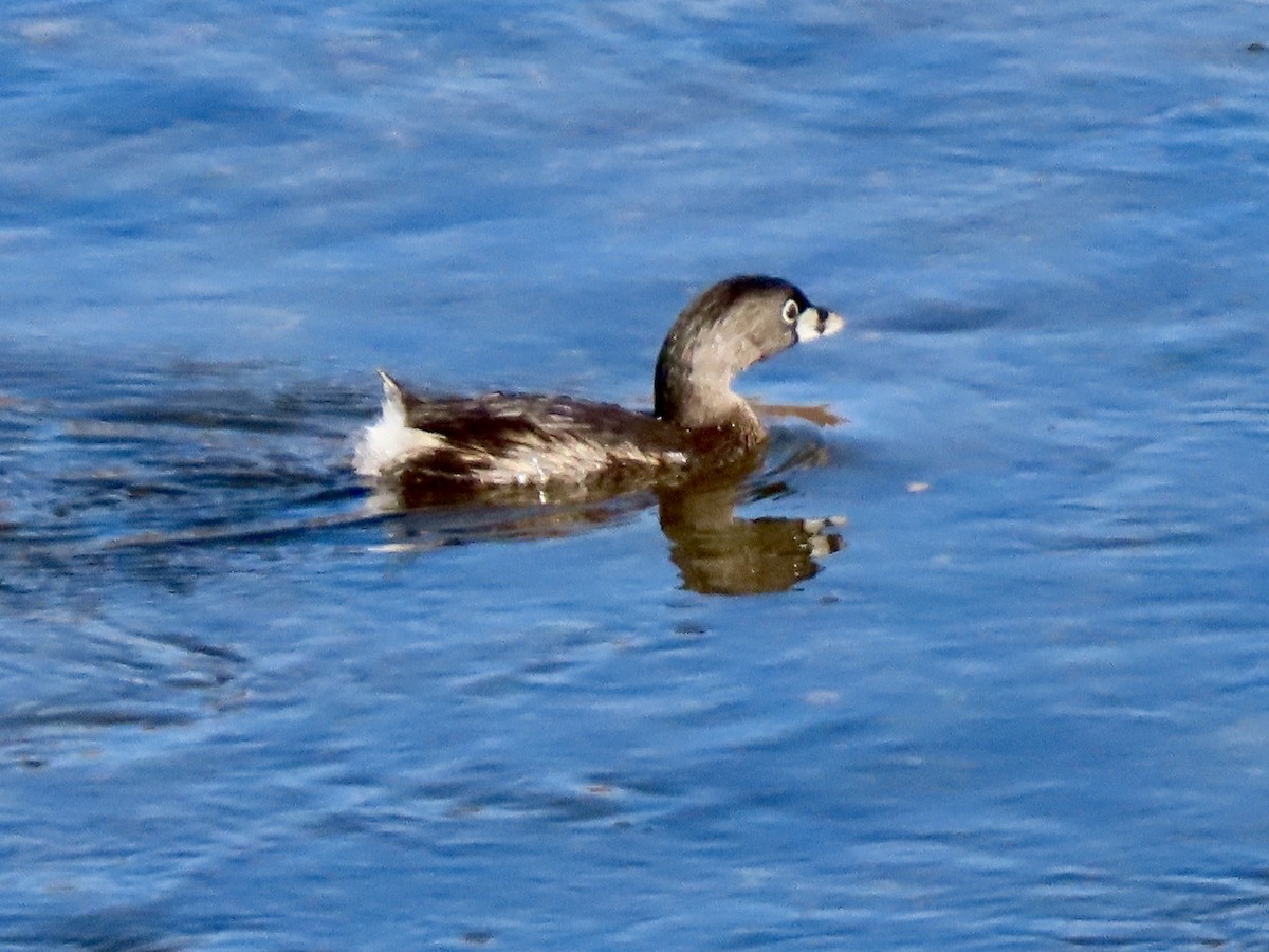 Pied-billed Grebe - Babs Buck