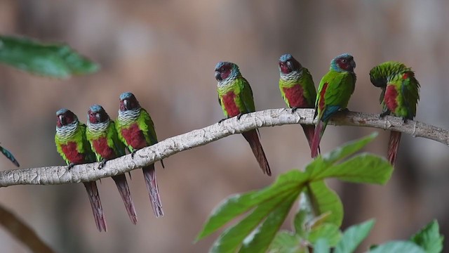 Conure de Pfrimer - ML312989471