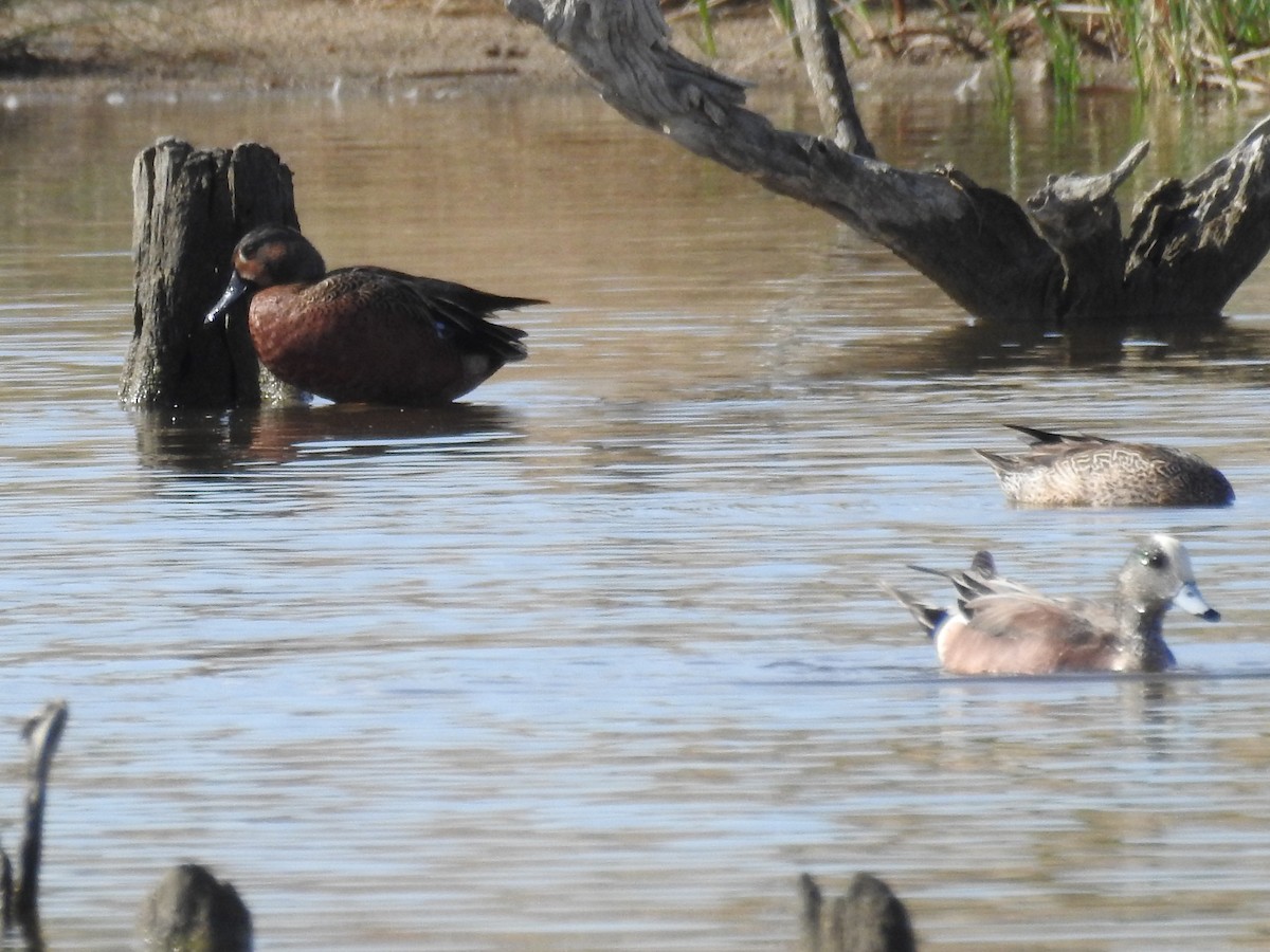 Blue-winged x Cinnamon Teal (hybrid) - ML312989671