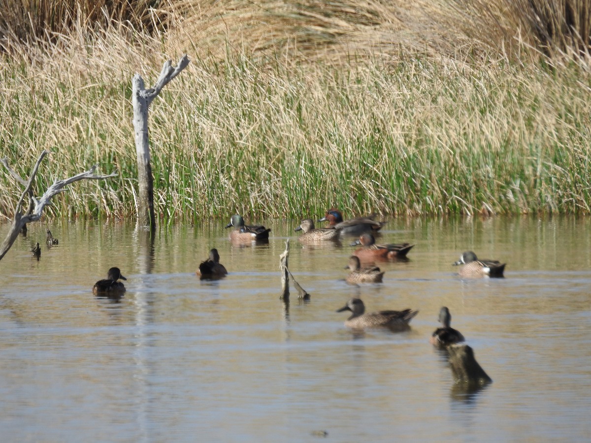 Blue-winged x Cinnamon Teal (hybrid) - ML312989691