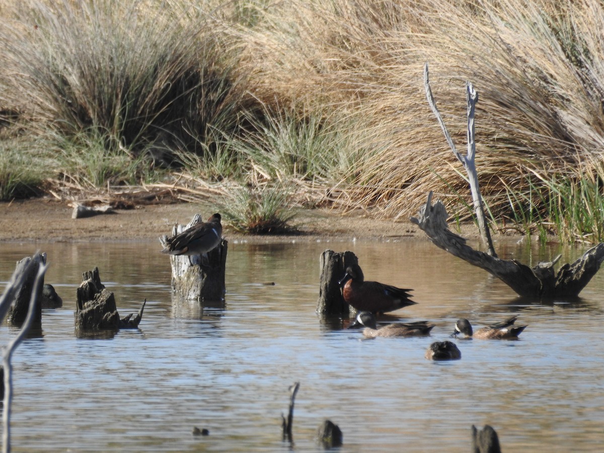 Blue-winged x Cinnamon Teal (hybrid) - ML312989701