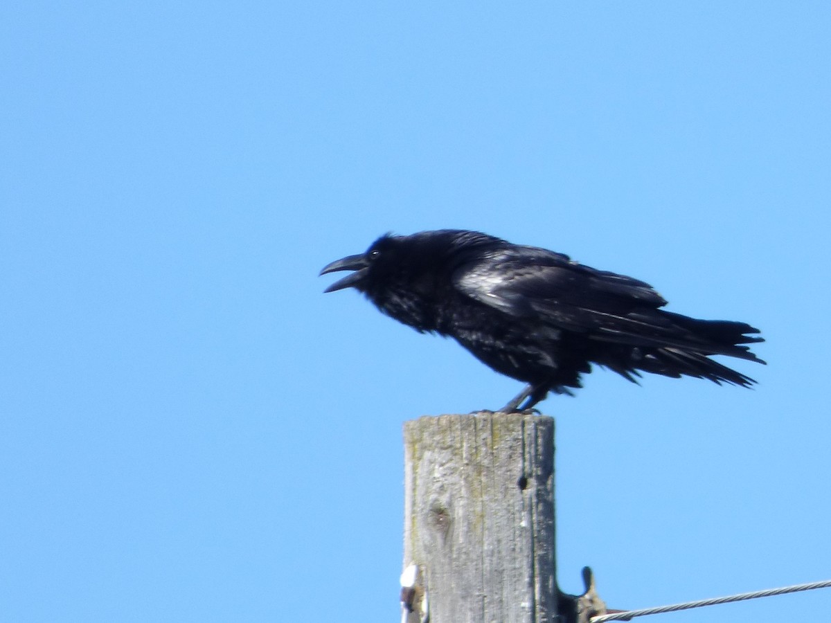 Common Raven - Beth Young