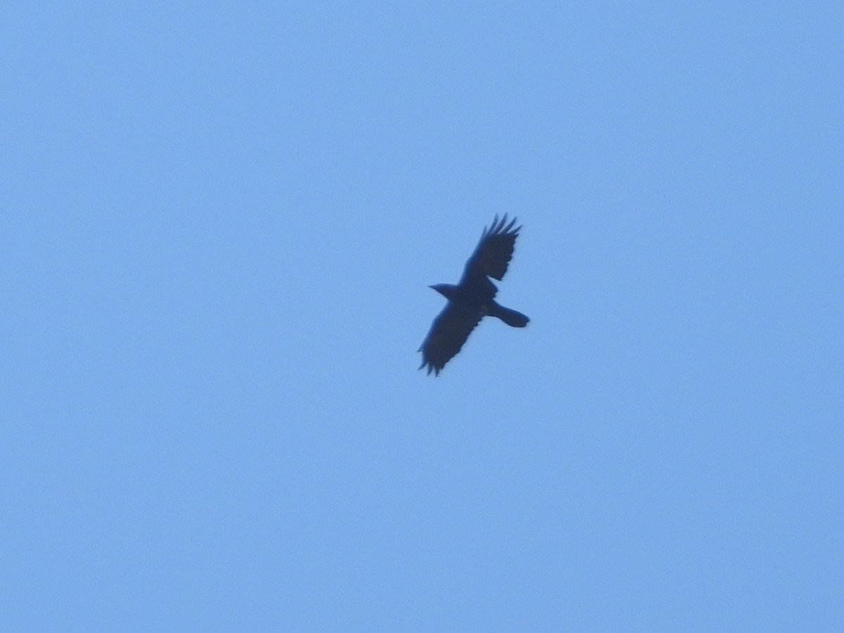 Common Raven - ML312995111