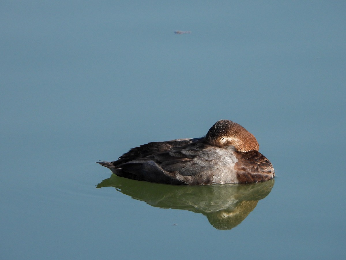 Common Pochard - ML312995261