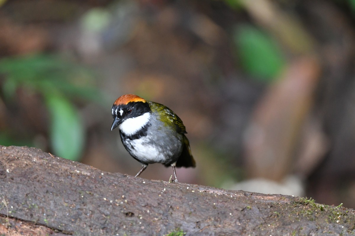 Chestnut-capped Brushfinch - ML312995491