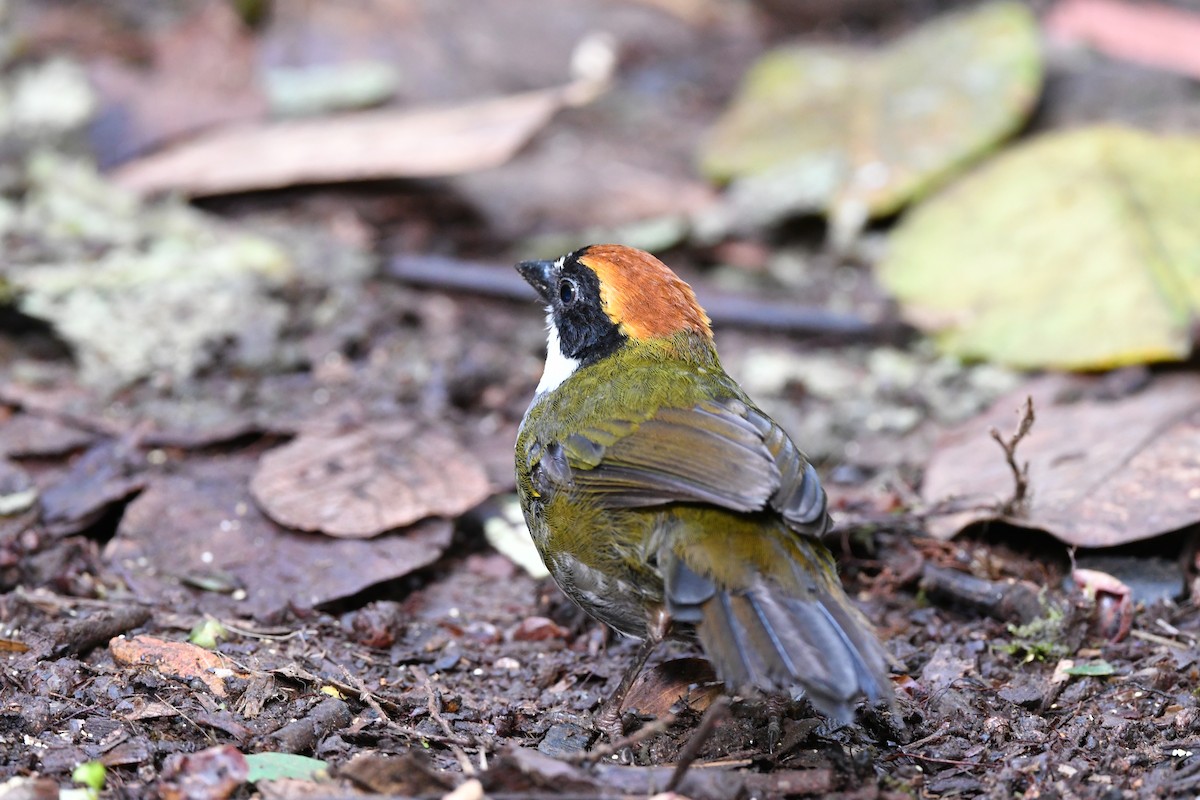 Chestnut-capped Brushfinch - ML312995501