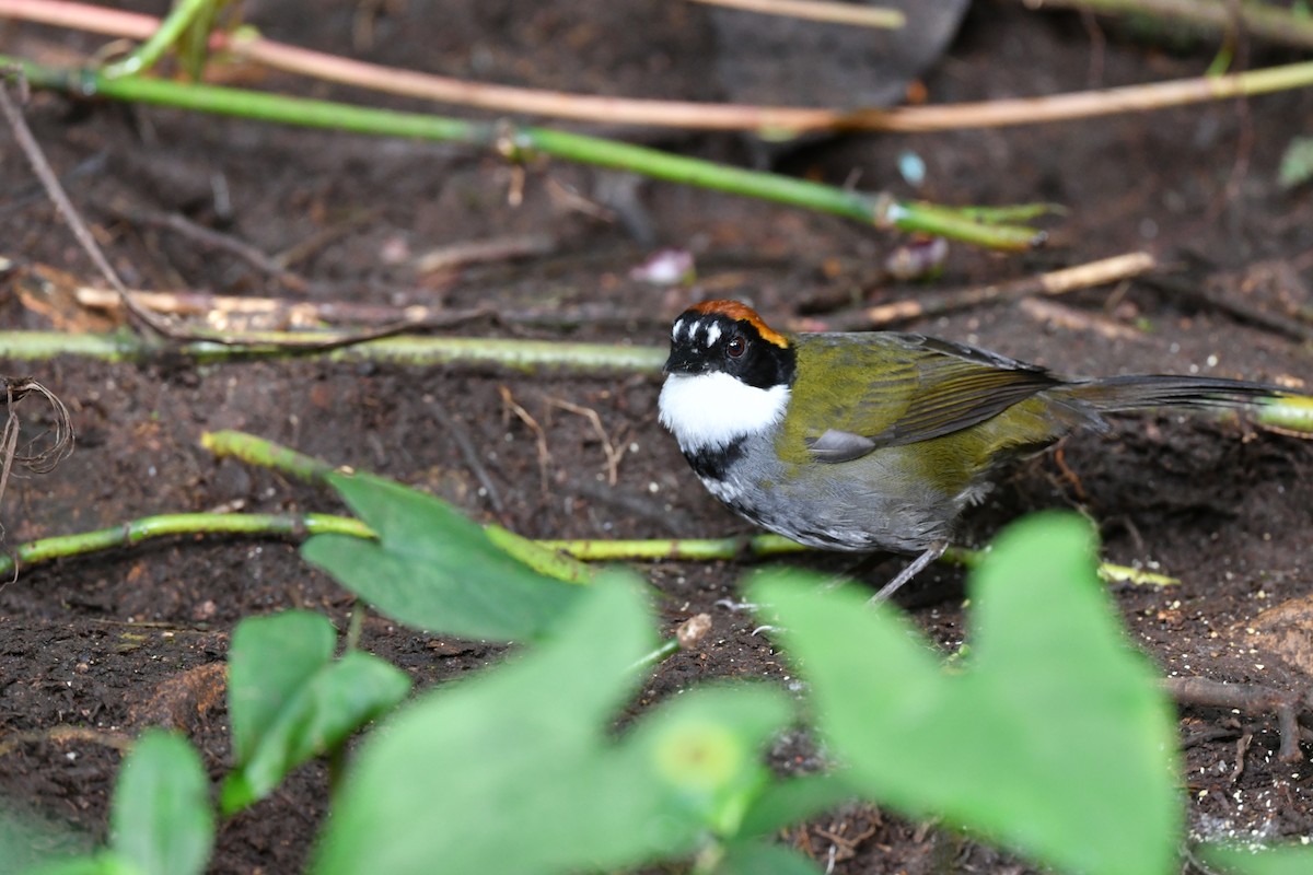 Chestnut-capped Brushfinch - ML312995511
