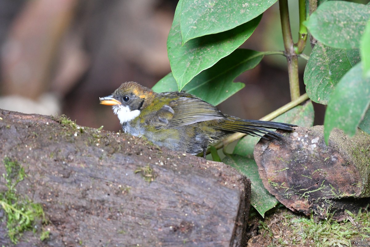 Chestnut-capped Brushfinch - ML312995541