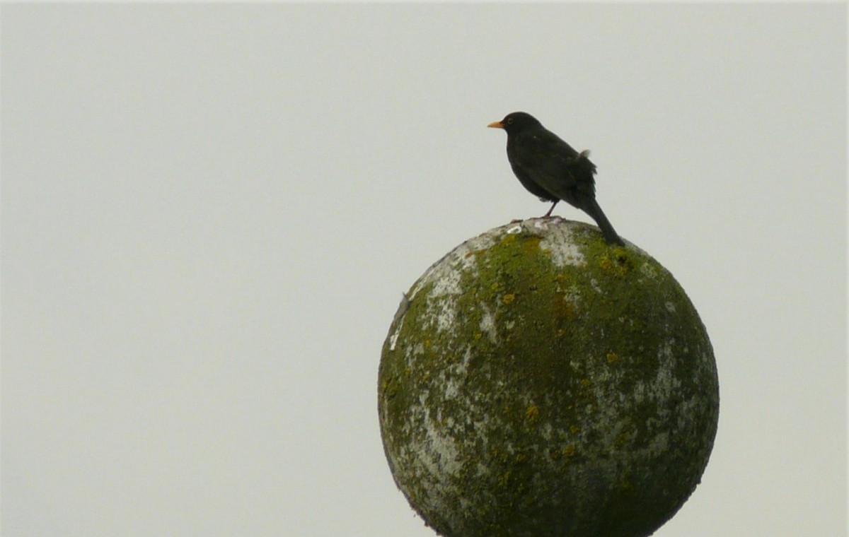 Хар хөөндэй - ML312997921