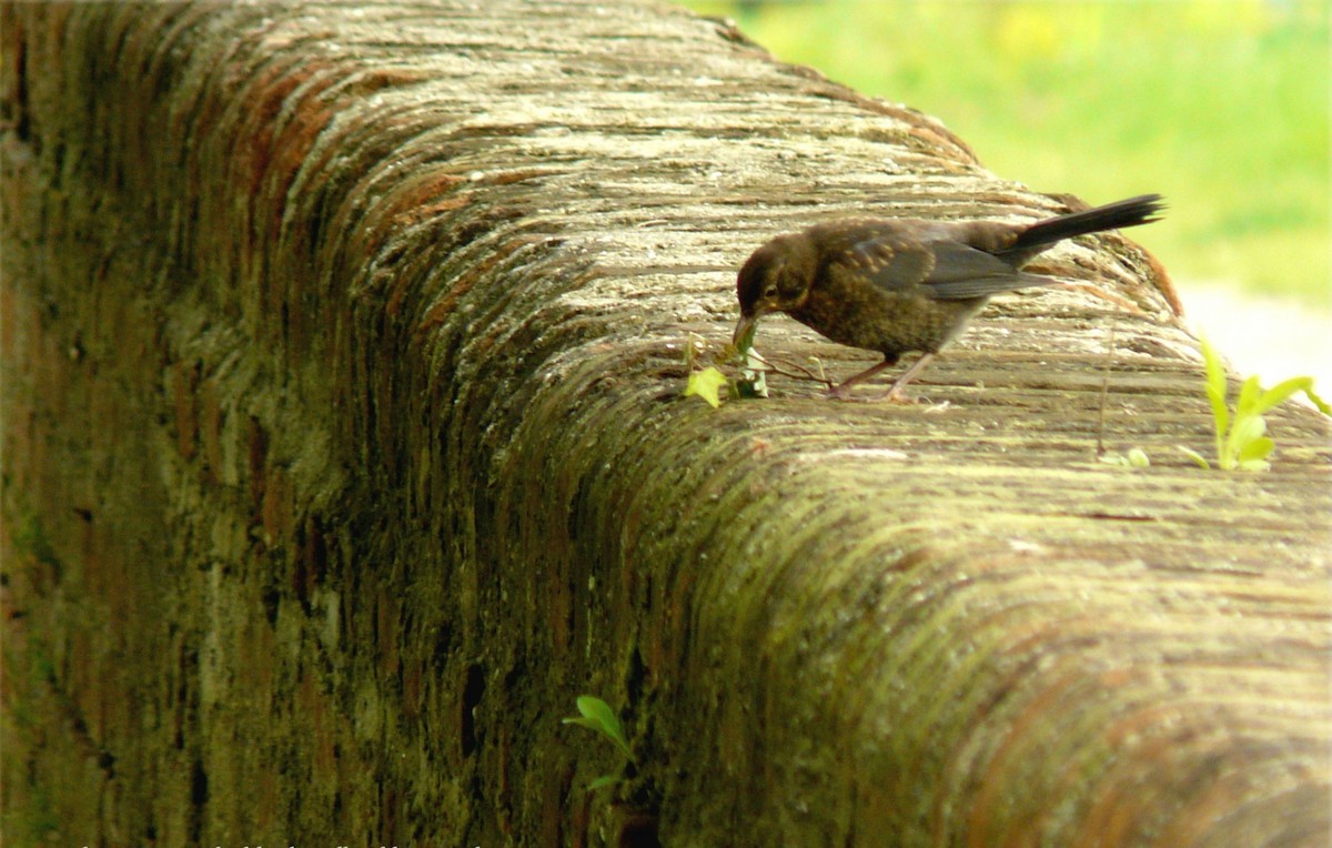 Хар хөөндэй - ML312997941