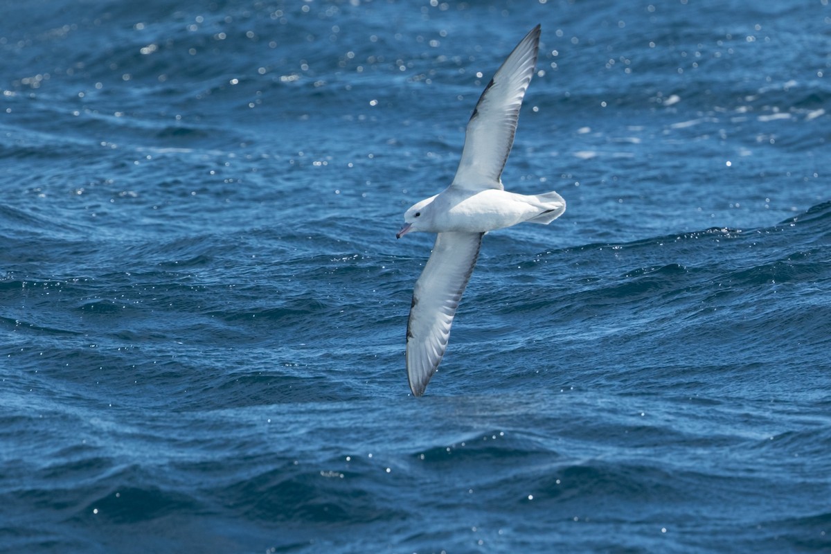 Southern Fulmar - ML313001071