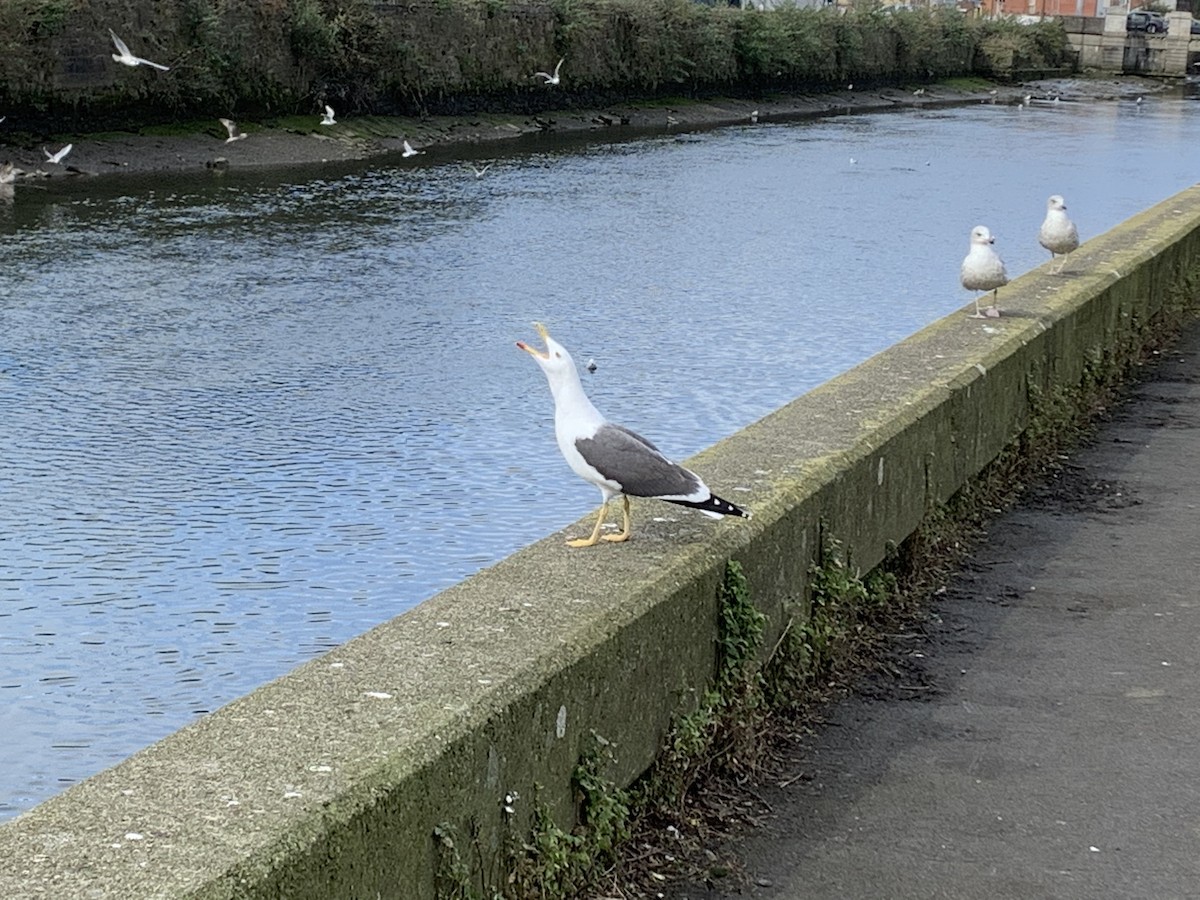 Lesser Black-backed Gull - ML313002581