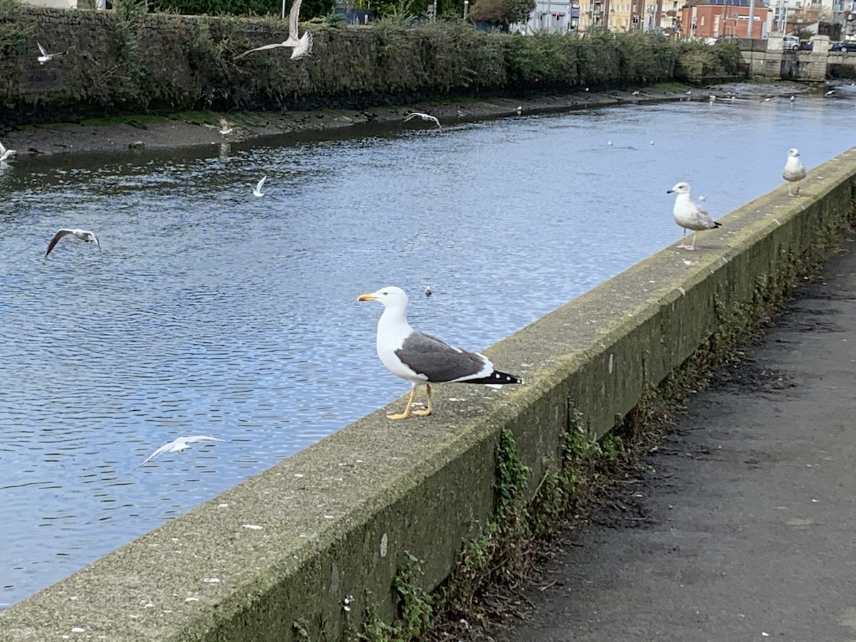 Lesser Black-backed Gull - ML313002601