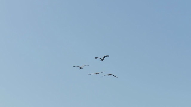 Sandhill Crane - ML313003181