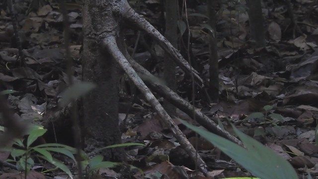 Black-faced Antthrush - ML313003801