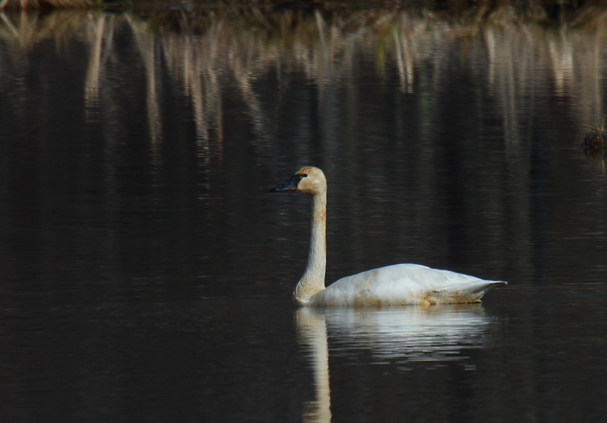 Tundra Swan - ML313006411