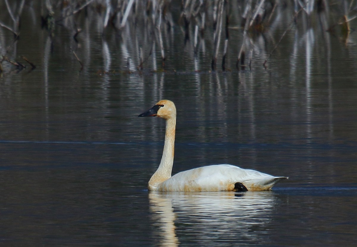 Tundra Swan - ML313006431