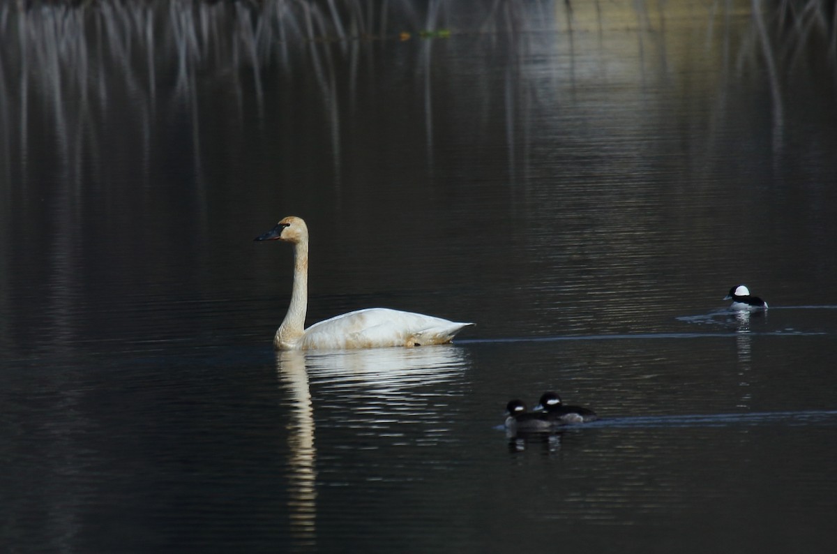 Tundra Swan - ML313006441