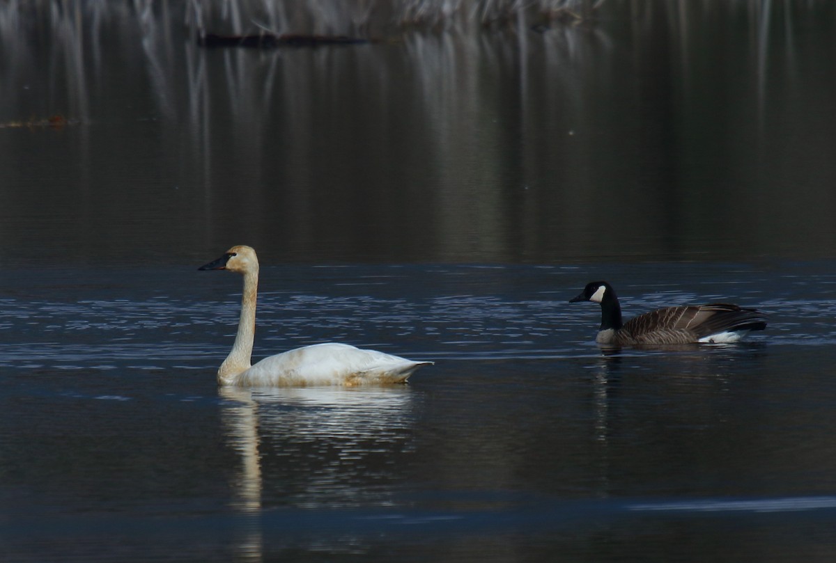 Tundra Swan - ML313006451