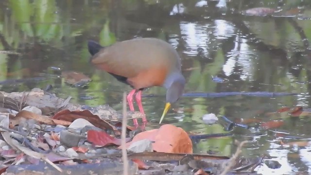 Gray-cowled Wood-Rail - ML313009281