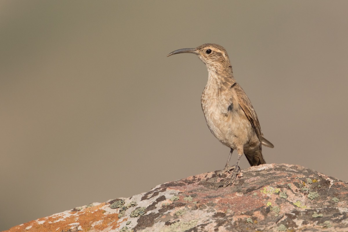 Scale-throated Earthcreeper - ML313011231