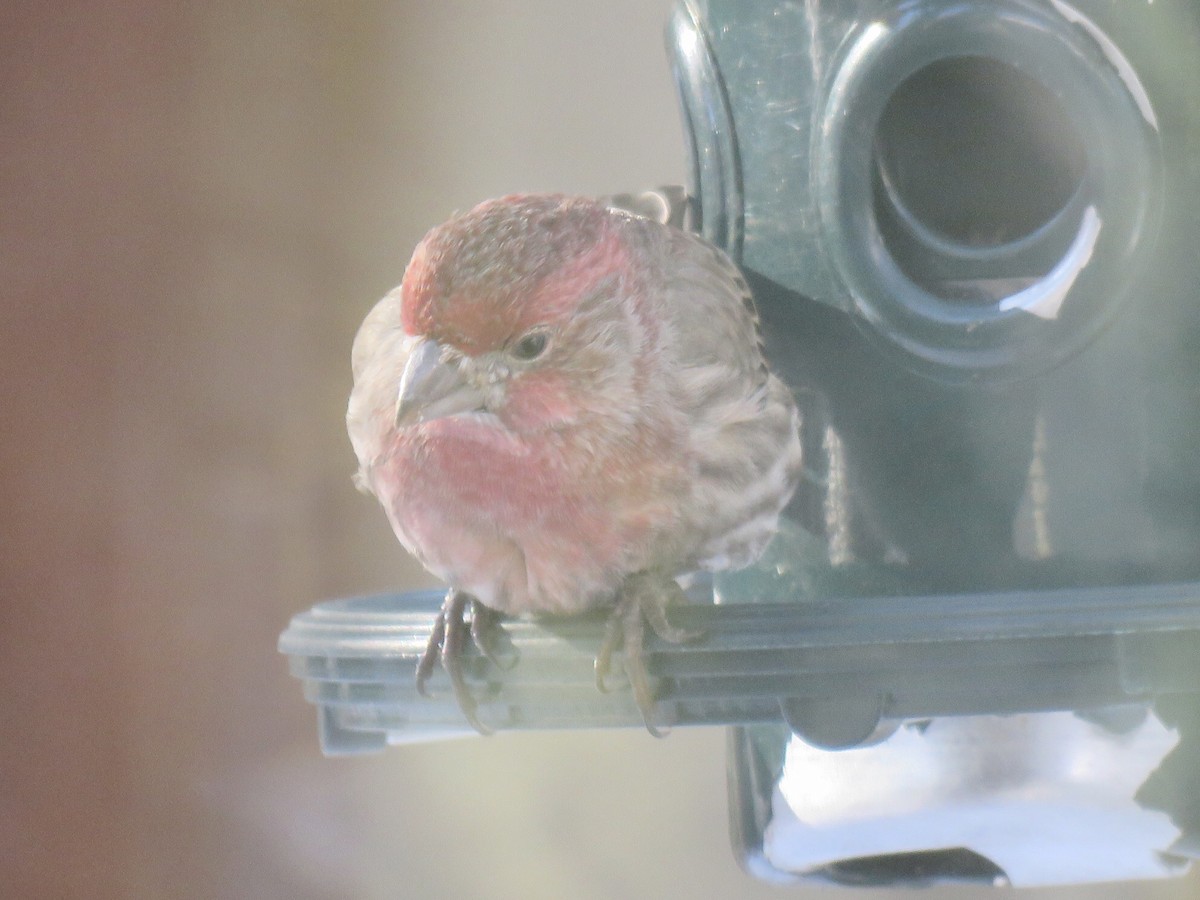 House Finch - ML313011321