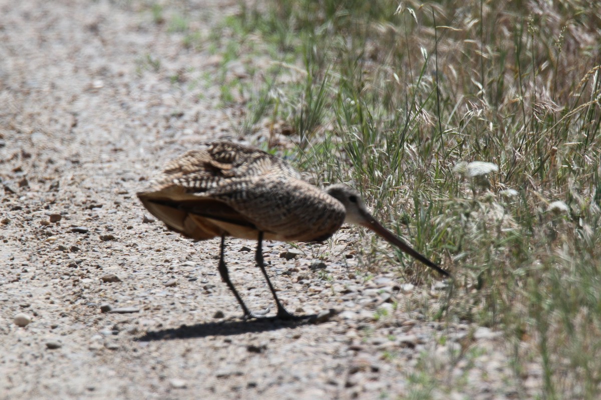 Marbled Godwit - Jim Stasz