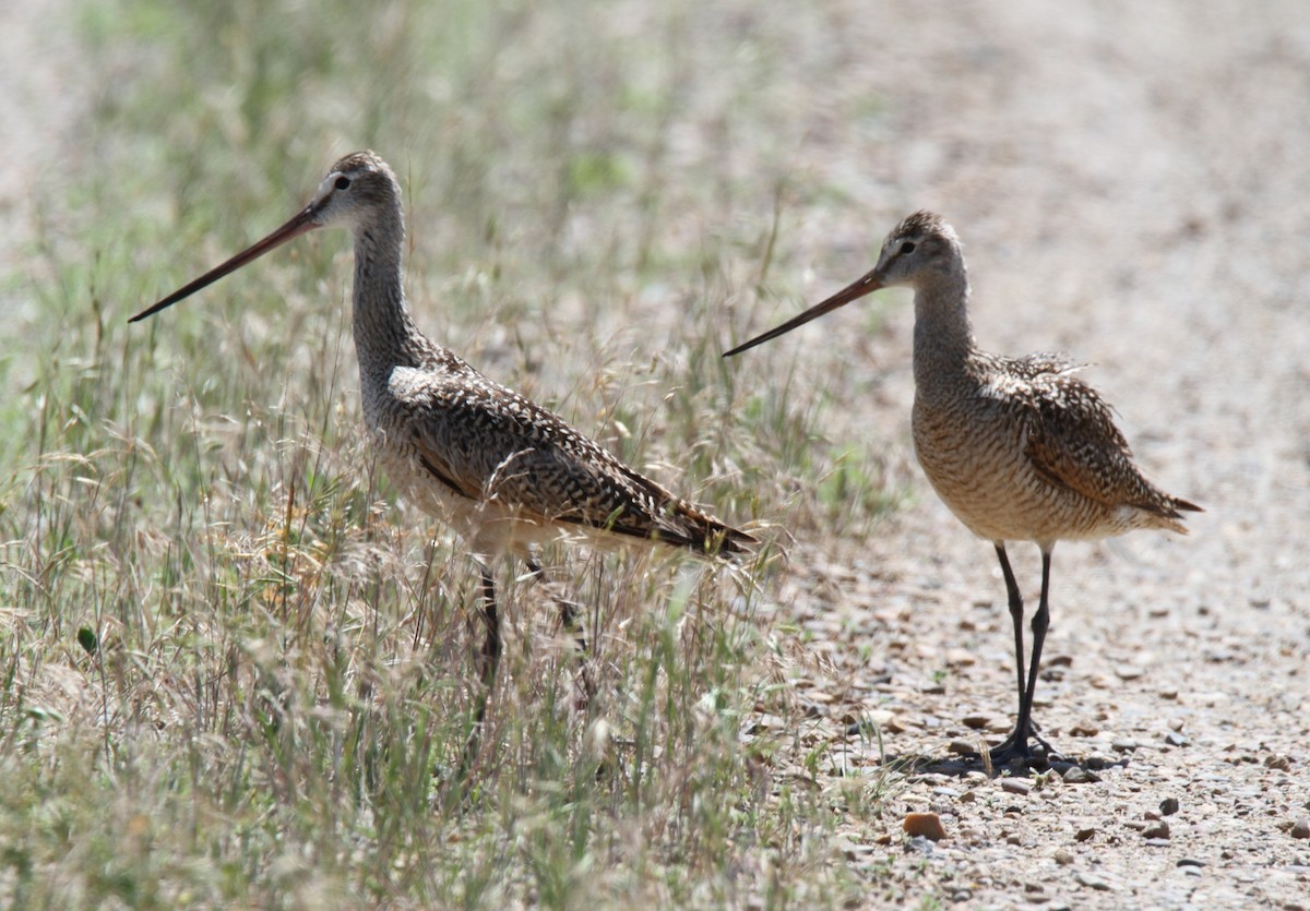 Marbled Godwit - Jim Stasz