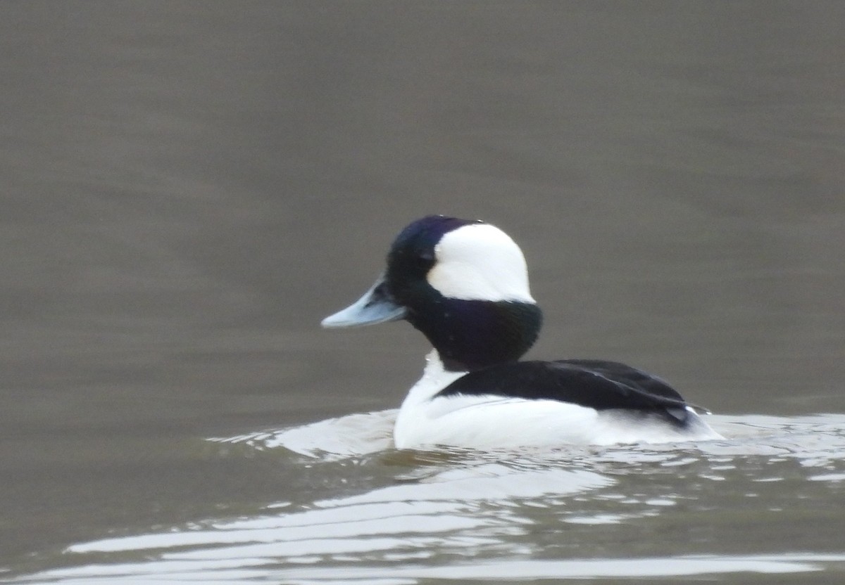 Bufflehead - ML313012091