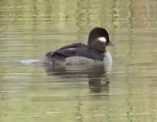 Bufflehead - Tom Skipper