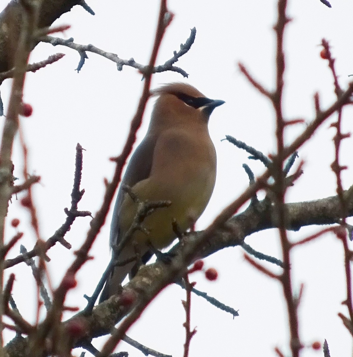 Cedar Waxwing - Tom Skipper