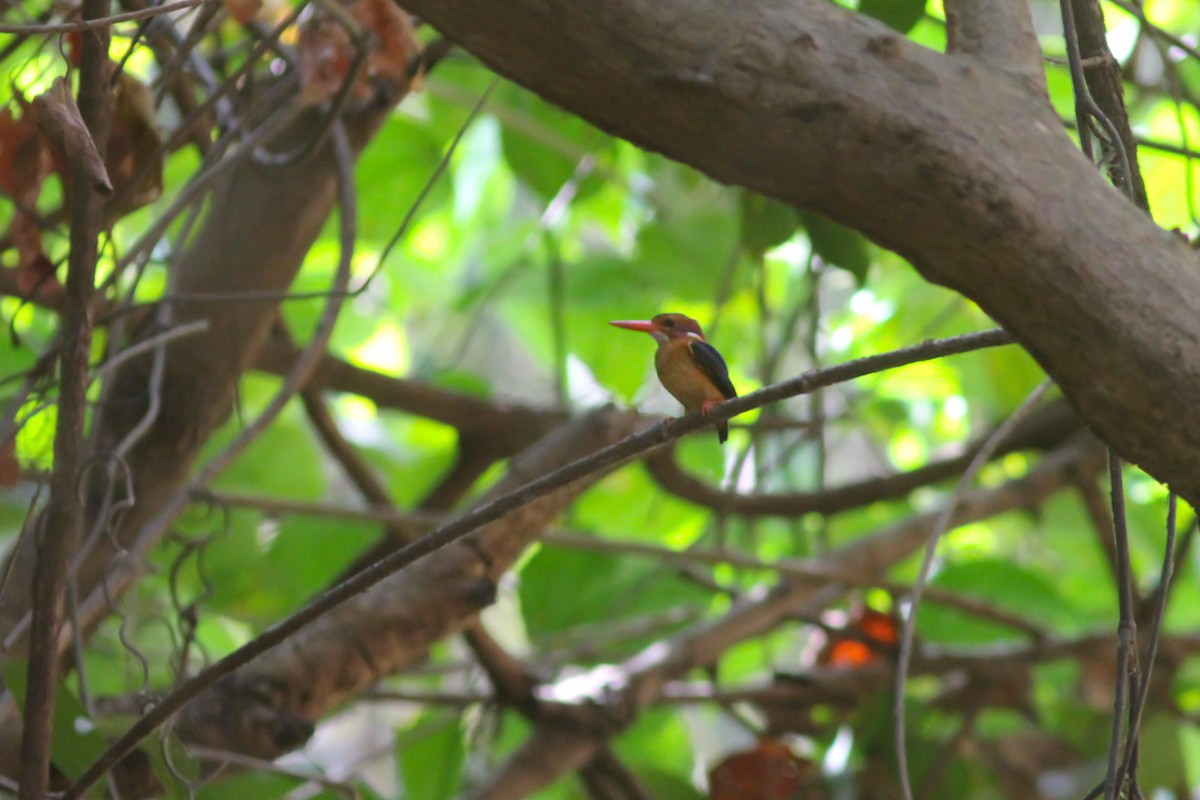 African Pygmy Kingfisher - ML313013411