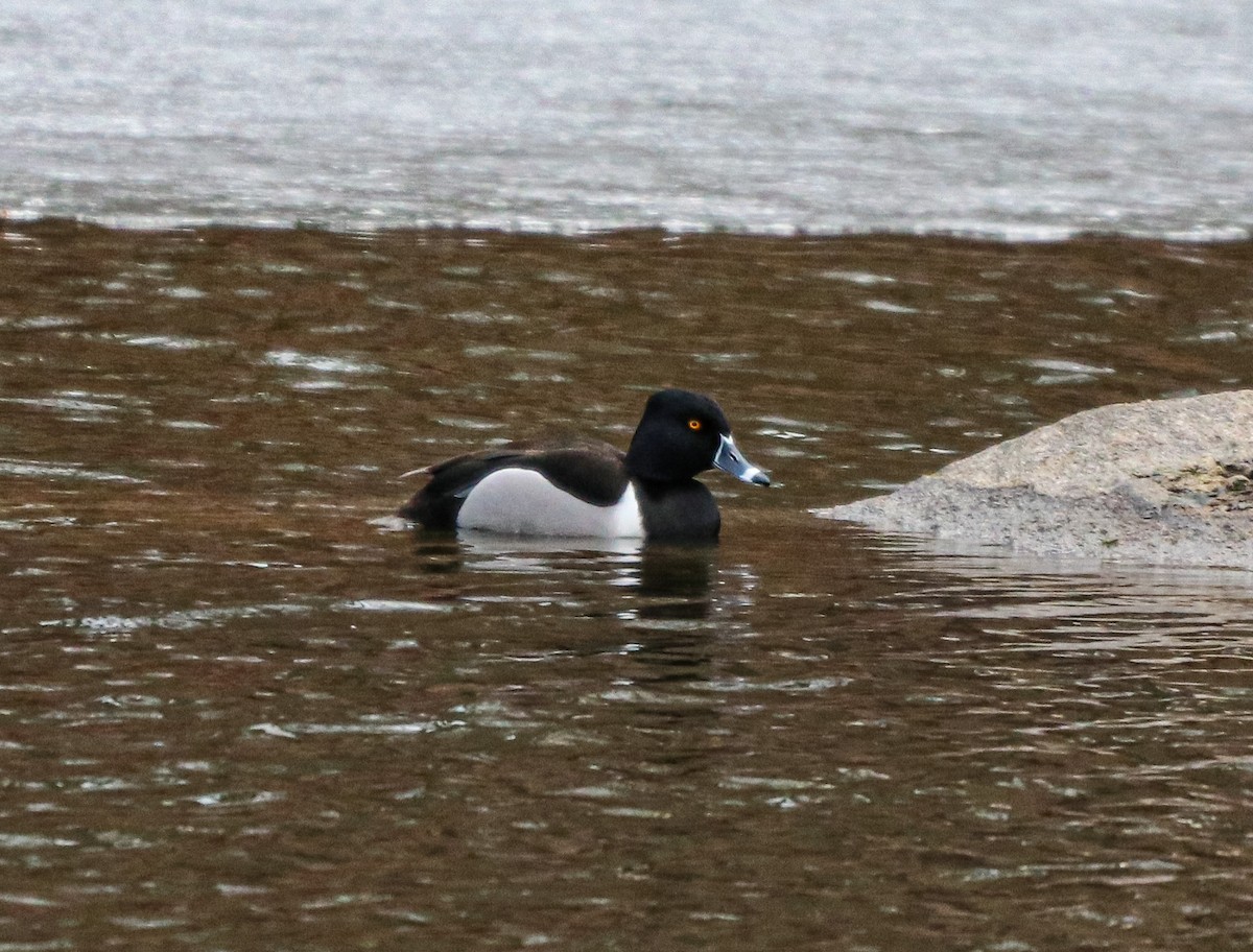 Ring-necked Duck - ML313013951