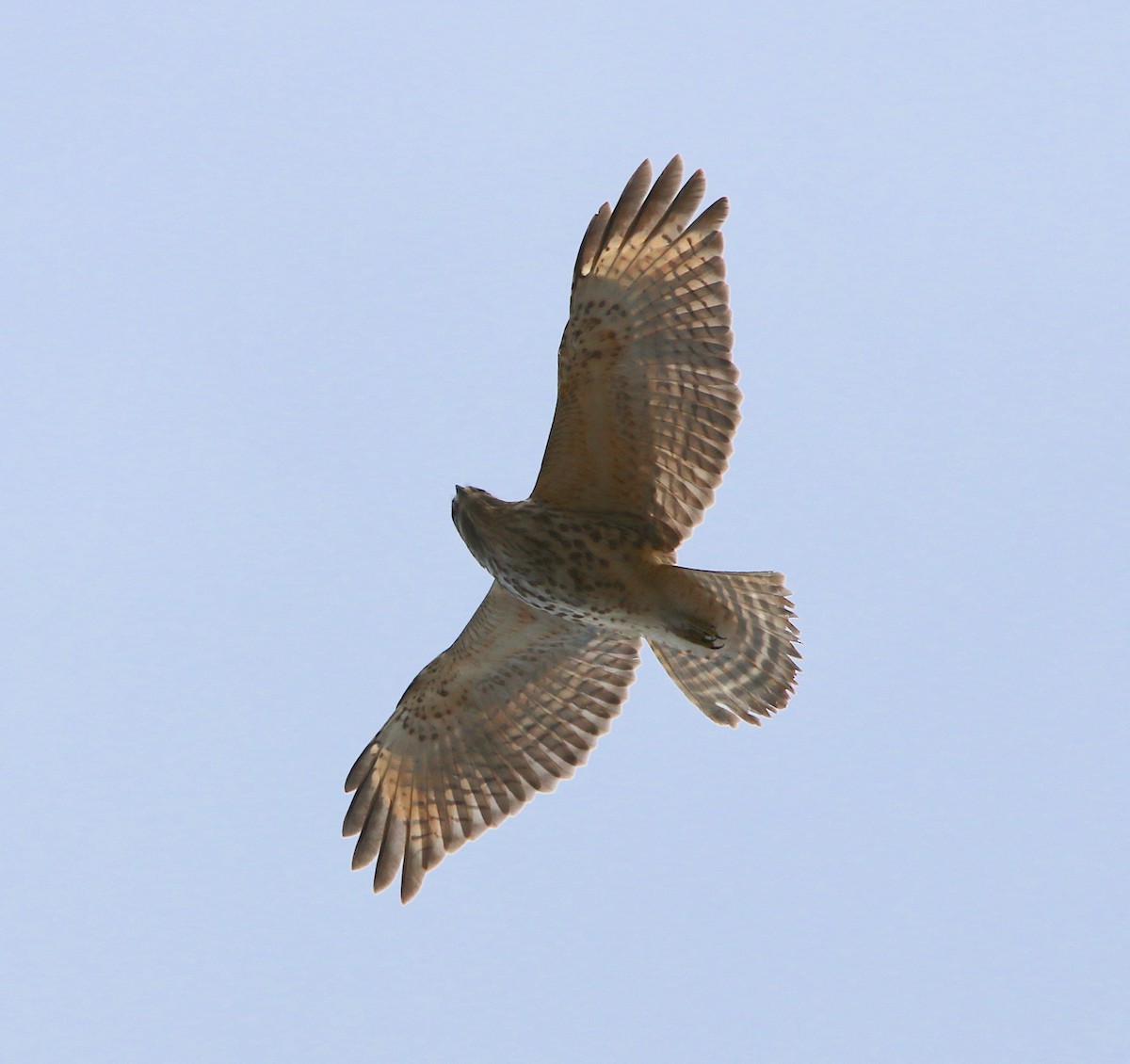 Red-shouldered Hawk - ML313014221