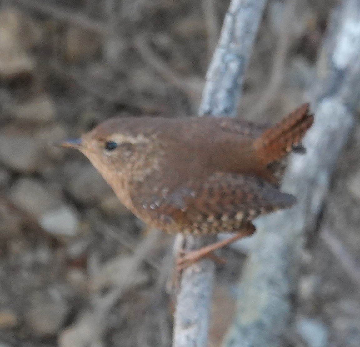 Pacific Wren - ML313014331