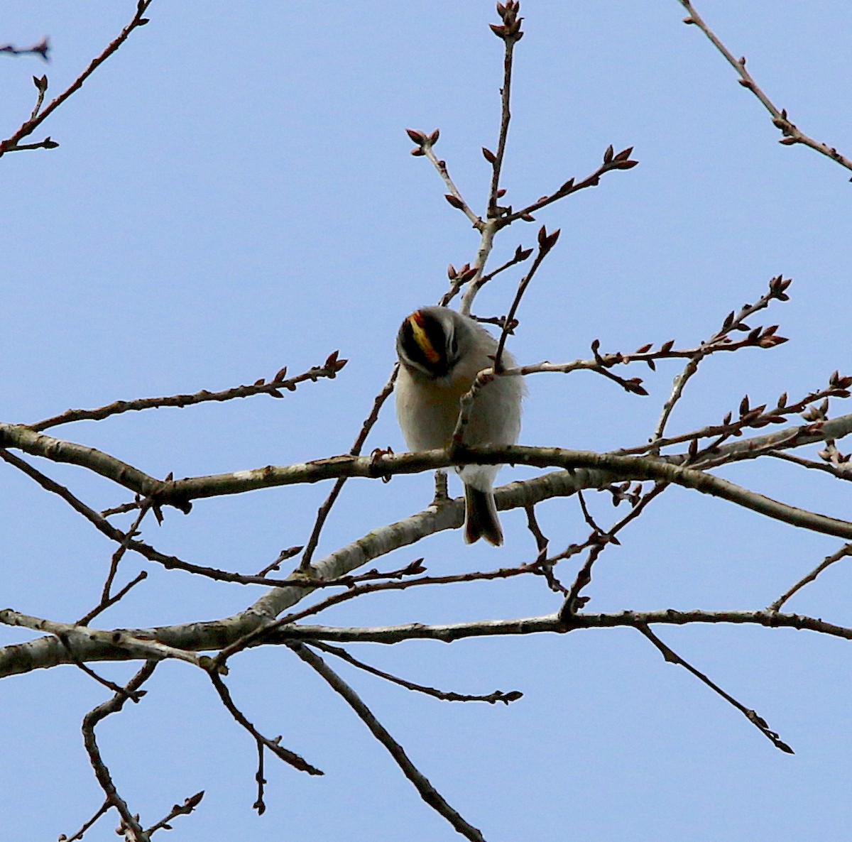 Golden-crowned Kinglet - ML313014411