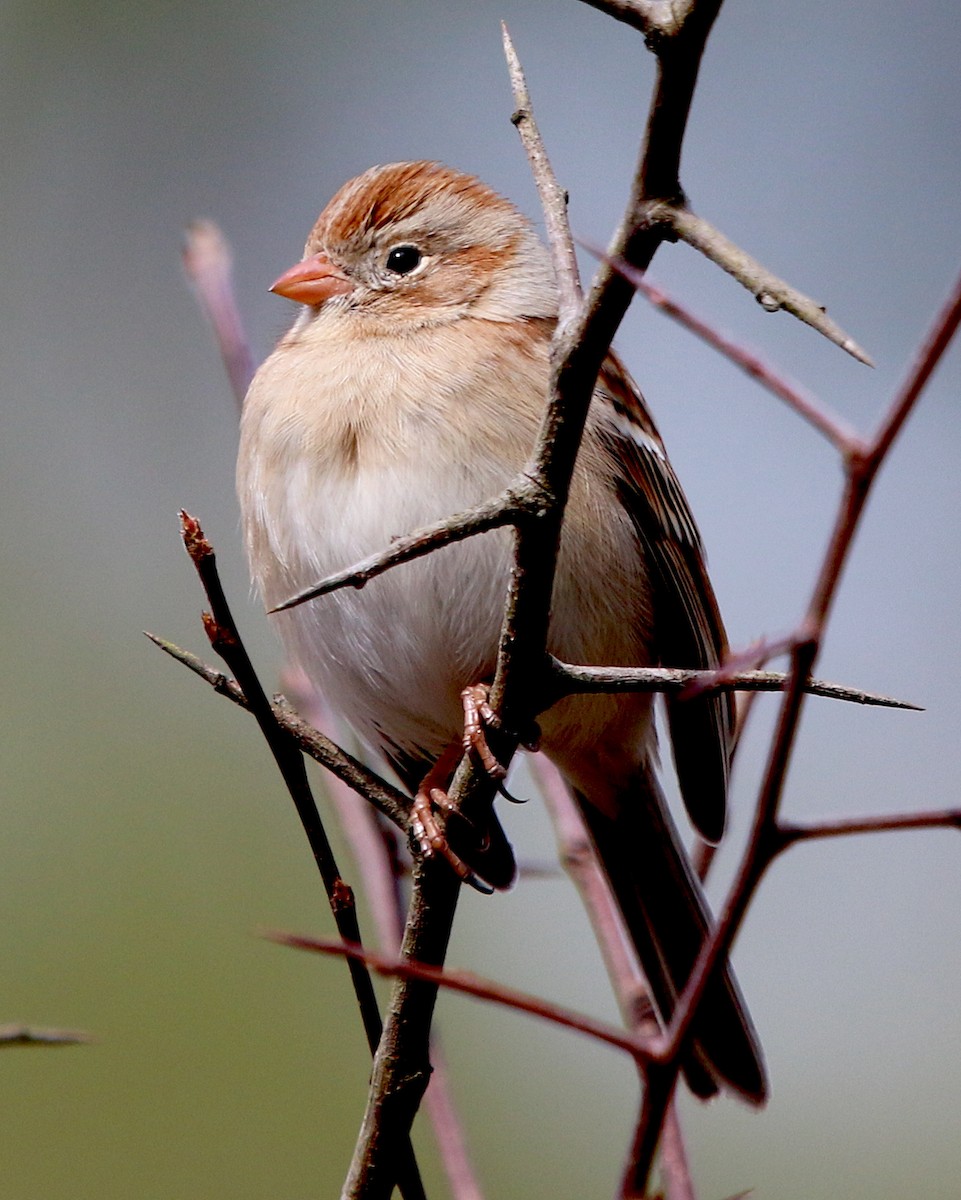 Field Sparrow - ML313014651