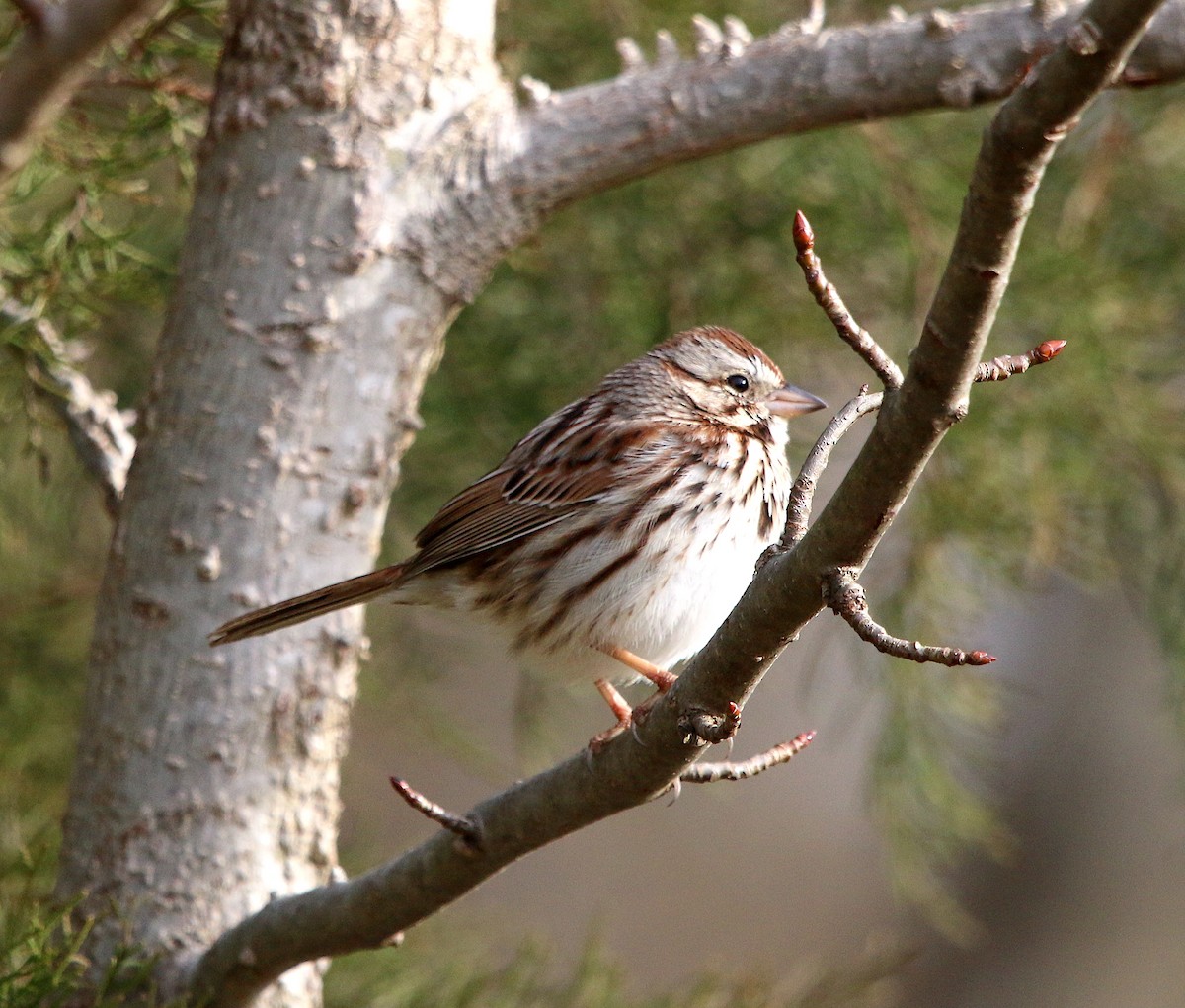 Song Sparrow - ML313014761