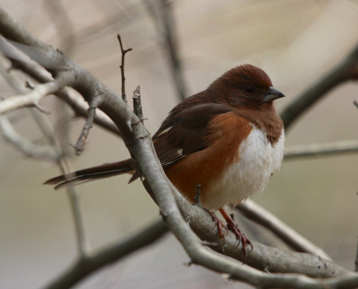 Eastern Towhee - ML313014811