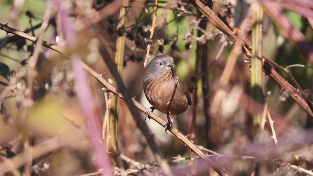 Wrentit - ML313015501